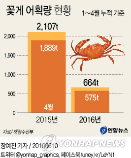 중국 어선 불법조업에 올해 꽃게 어획량 70% 급감 - 2