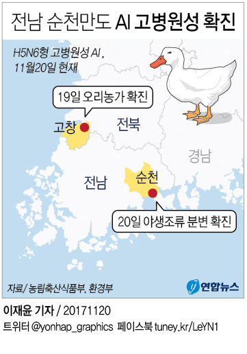 [그래픽] 전북 이어 전남 순천만 AI도 고병원성 확진
