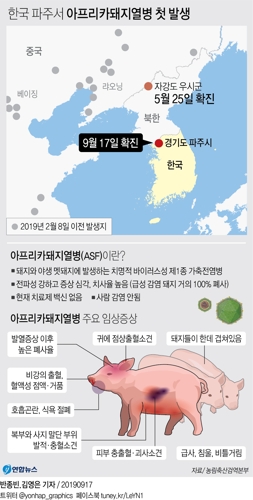 [그래픽] 한국 파주서 아프리카돼지열병 첫 발생
