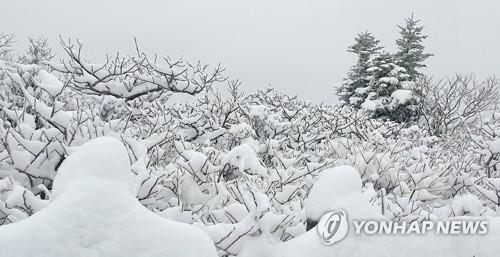 Mount Seorak in the northeastern province of Gangwon is covered with snow on April 30, 2021, in this photo provided by Seoraksan National Park Office. (PHOTO NOT FOR SALE) (Yonhap)