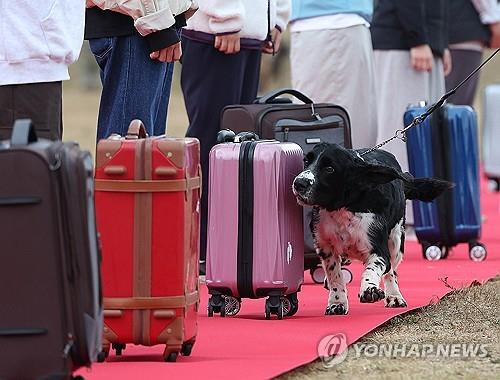 A drug sniffing dog passes a line of travel bags in a sniffer dogs' competition in November 2023. (Yonhap)