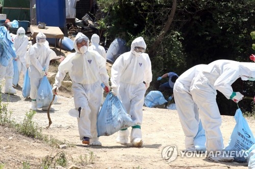 殺処分された鶏を運ぶ職員ら＝５日、釜山（聯合ニュース）