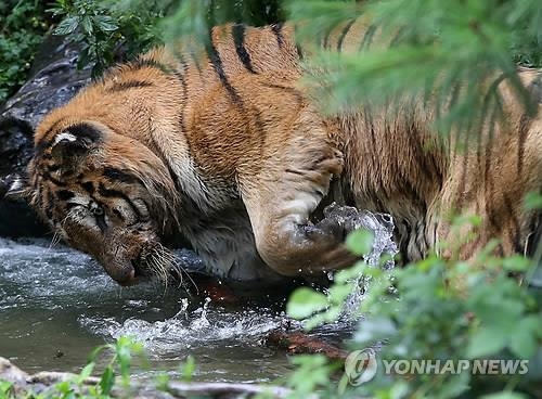중국 동북지방서 백두산 호랑이 출몰…이달 소 습격 5차례 - 2