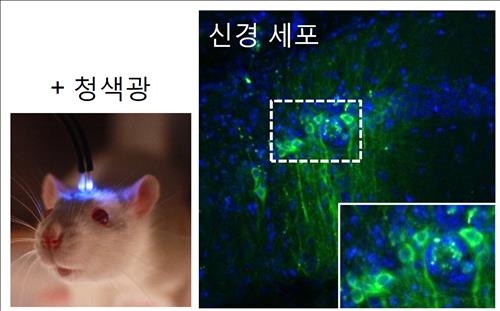 빛으로 뇌 칼슘농도 조절…기억력 향상 동물실험 성공 - 3