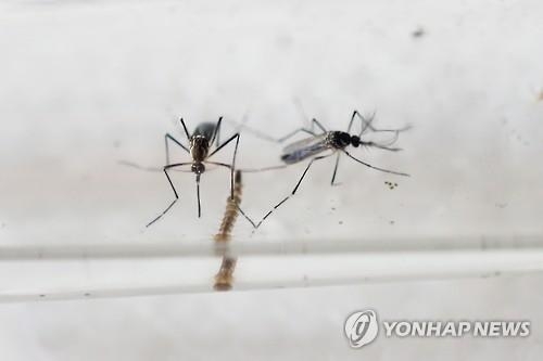 '모기로 모기 잡는다'…지카 바이러스 막는 신기술 개발 박차 - 2