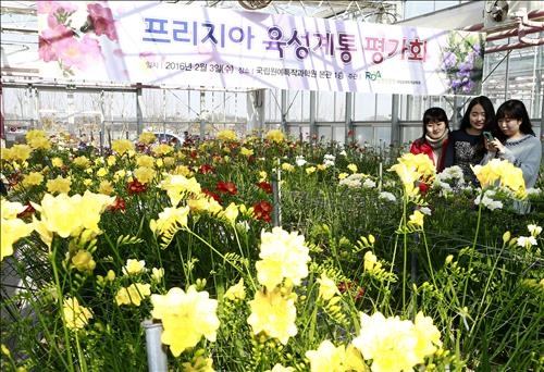 <카메라뉴스> 프리지어 향에 빠진 여심 - 2