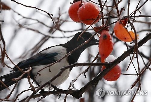 까치도 설 쇠나요?…'까치 까치 설날' 유래 알아보니1