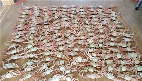 암컷 대게 15만마리 유통…1명 구속, 5명 수배 - 2