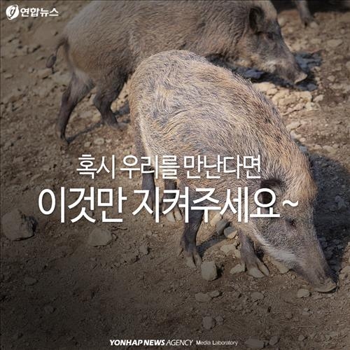 <카드뉴스> '위험한 침입자' 멧돼지가 몰려온다 - 7