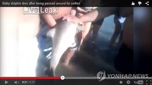 '셀카 욕심'에 바다서 건져진 새끼 돌고래 숨지게 해 - 2