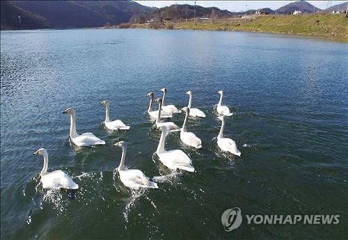 <카메라뉴스> 귀향 준비하는 고니떼 - 2
