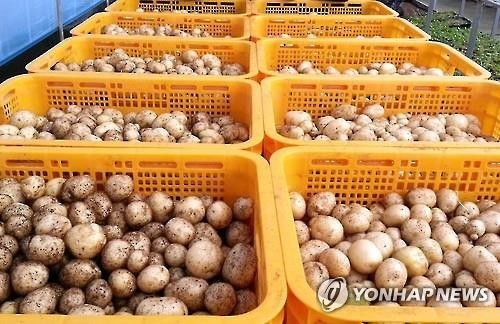 국립종자원, 씨감자 불법유통 단속 - 2