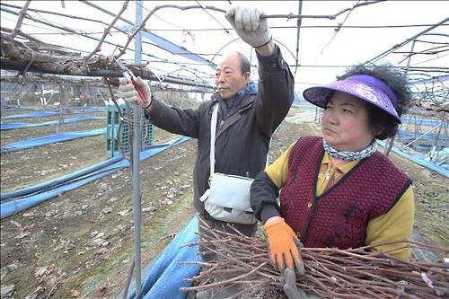 <카메라뉴스> 노부부 포도나무 가지치기 한창 - 3