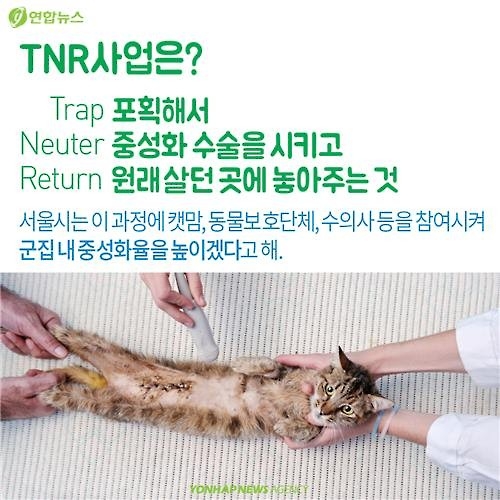 <카드뉴스> "나 수술받는다, 냥!"…길고양이의 서울살이 애환 - 6