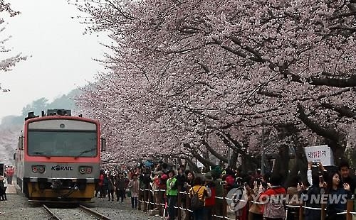 36만 그루 벚꽃의 향연…진해 군항제 한달 앞 - 4