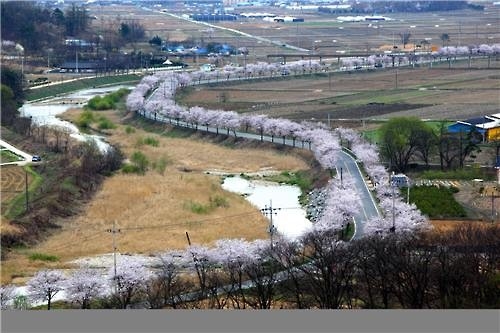 "샤랄랄라 꽃비 내리네…" 천안·아산 내달 벚꽃·배꽃축제 - 2