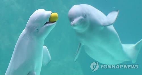 롯데월드 아쿠아리움 흰고래 벨루가 폐사 - 2