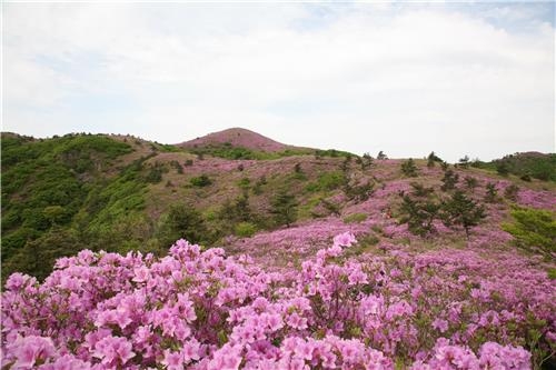 5월의 야생화 명소는 '일림산·바래봉·소백산' - 3