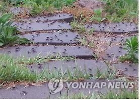 대구 망월지 새끼 두꺼비 서식지로 빗속 이동 시작 - 2