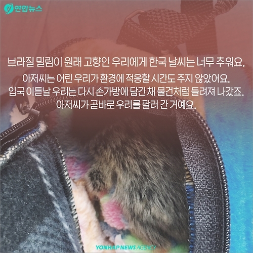 <카드뉴스> 밀매직전 구출된 아기 원숭이 이야기 - 8