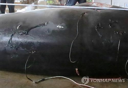 밍크고래 불법 포획·유통 일당 검거…4명 구속 - 3