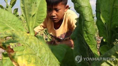 "당신이 피우는 담배, 중독 무릅쓴 아동노동 대가일 수도" - 2