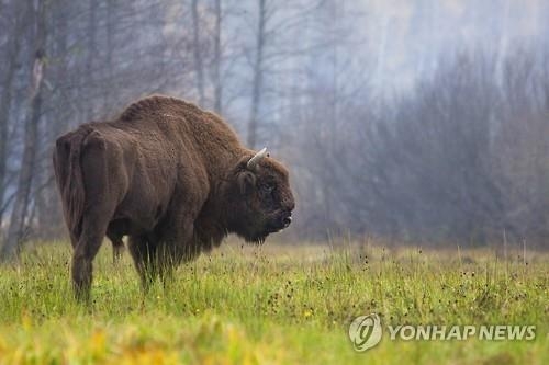 폴란드, '생태계 보고' 1만년 원시림 벌목 강행 - 3