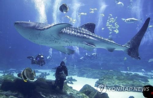中 합작업체, 인니서 멸종위기 고래상어 불법포획·밀반출 시도 - 2