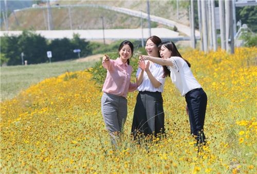 <카메라뉴스> 서안동대교 밑 금계국과 메밀의 조화 - 3