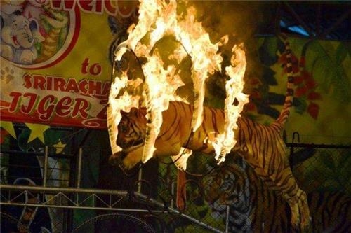동물학대 논란 태국 '동물쇼' 사라질까…당국 대대적 수색 - 2