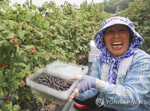<카메라뉴스> "장마 오기 전에" 복분자 수확 농민 손길 분주 - 2