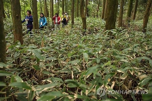 한라산 조릿대 관리, 벌채·말 방목 뭐가 효과적일까 - 2