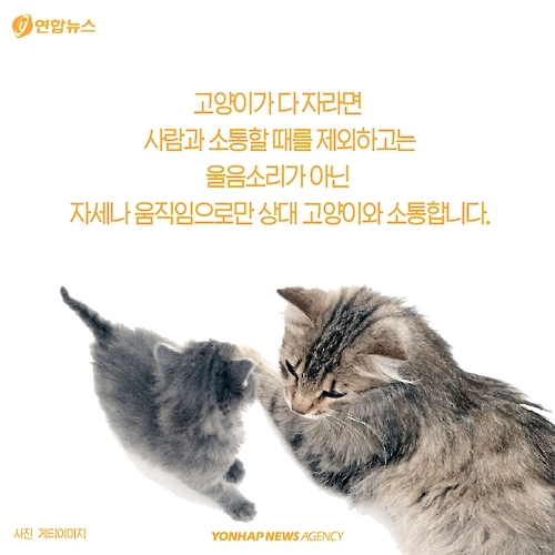 <카드뉴스> 고양이에 대해 모르고 있던 사실 '7가지' - 3