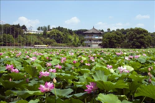 <카메라뉴스> "연꽃향의 유혹"…전주시 덕진공원 - 3