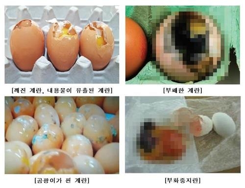 '깨진 계란' 불법 유통한 농장 등 적발 - 2