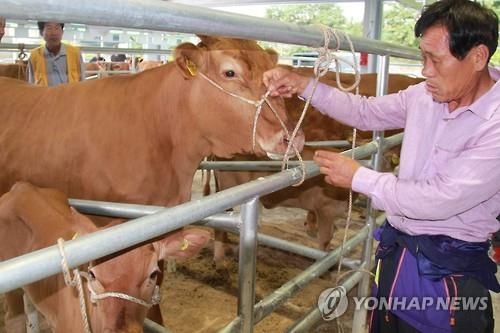 가격불안에 한우 임신·출산 늦춘다 - 2