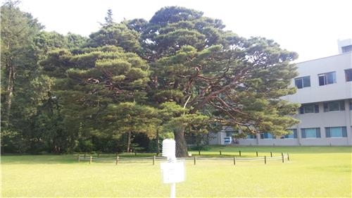"도시 숲, 도심보다 최대 3도나 시원해요" - 2