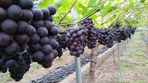 '가을의 문턱' 9월 경기도 곳곳 축제·행사 '풍성' - 4