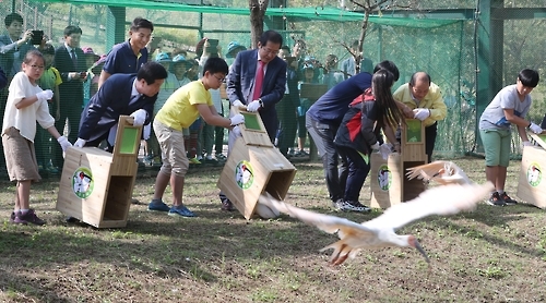 힘차게 날갯짓하는 따오기