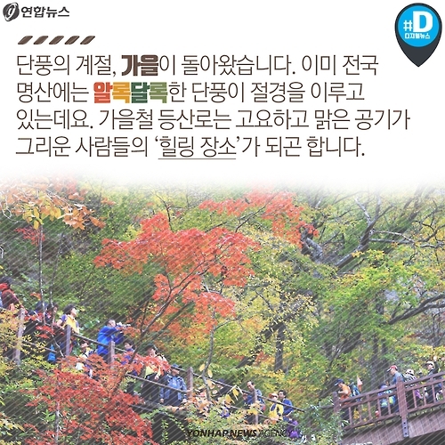 <카드뉴스> 불법 채취, 스릴 산행…가을 등산 문화의 현주소 - 2