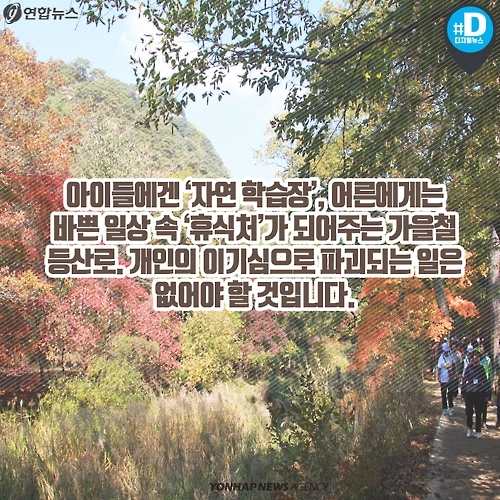 <카드뉴스> 불법 채취, 스릴 산행…가을 등산 문화의 현주소 - 11