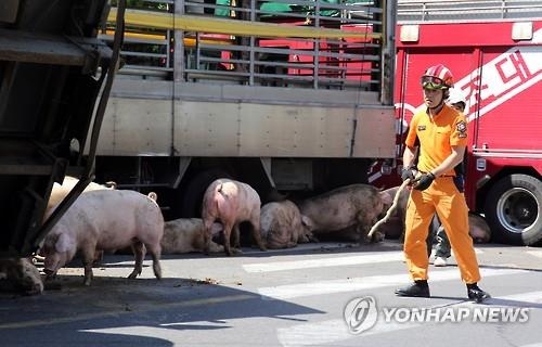 돼지 잡는 구조대원