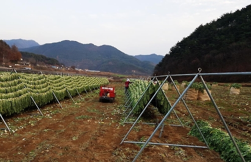 시래기 덕장