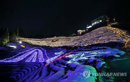 보성녹차밭 빛축제 대형트리