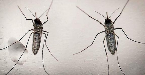 지카 바이러스와 뎅기 열병, 치쿤구니아 열병의 매개체인 이집트숲 모기