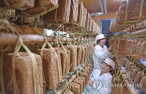 '메주 익어가는 계절'…춘천 산골마을 농한기 '쏠쏠' - 1