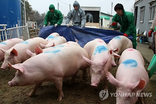 '항체율 0%' 양돈농장 적발…구제역 소보다 돼지가 더 위험 - 1
