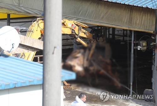 구제역 걸린 소 살처분 현장