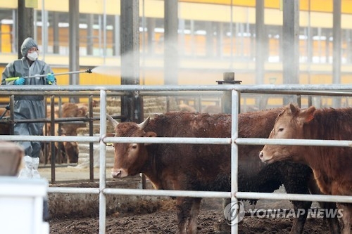 전국 소 314만 마리 9일까지 구제역 백신 접종 - 1