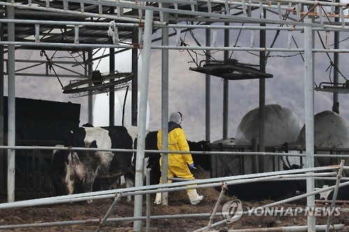 A형 구제역이 발생한 연천 젖소농가 [연합뉴스 자료사진]